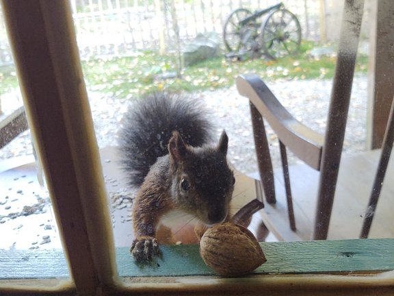 Eichhörnchen vor Fenster mit Nuss